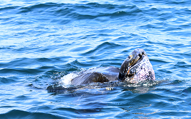 leatherback turtle photo