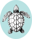 line drawing of a loggerhead turtle
