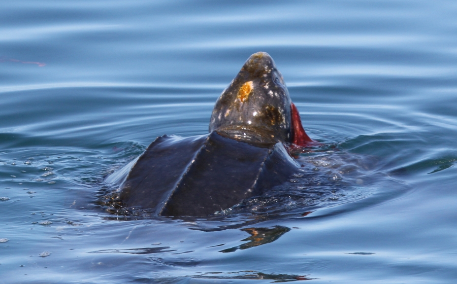 Leatherback eating a lion's mane jellyfish. Photo by M. White, M/V Granite State