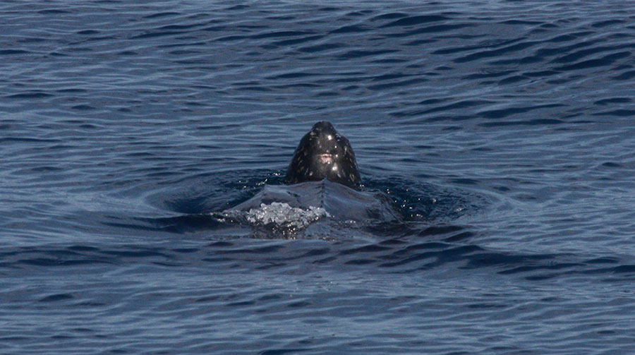 Leatherback Photo by J. Gwalthney, F/V Eileen K