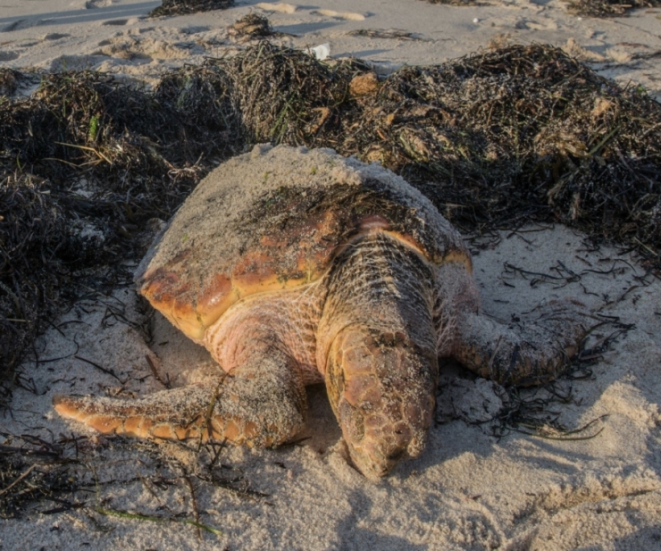 Sea Turtle Sightings Hotline | Home | for Southern New England Sightings